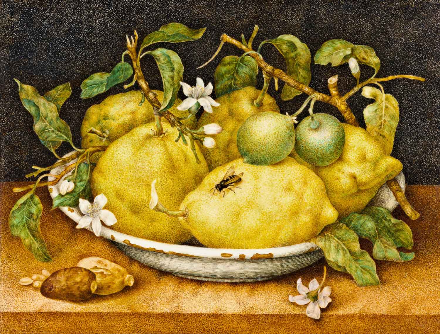 Giovanna Garzoni „Stillleben mit einer Schale Zitronen“, späte 1640er. Foto: Getty’s Open Content Programm