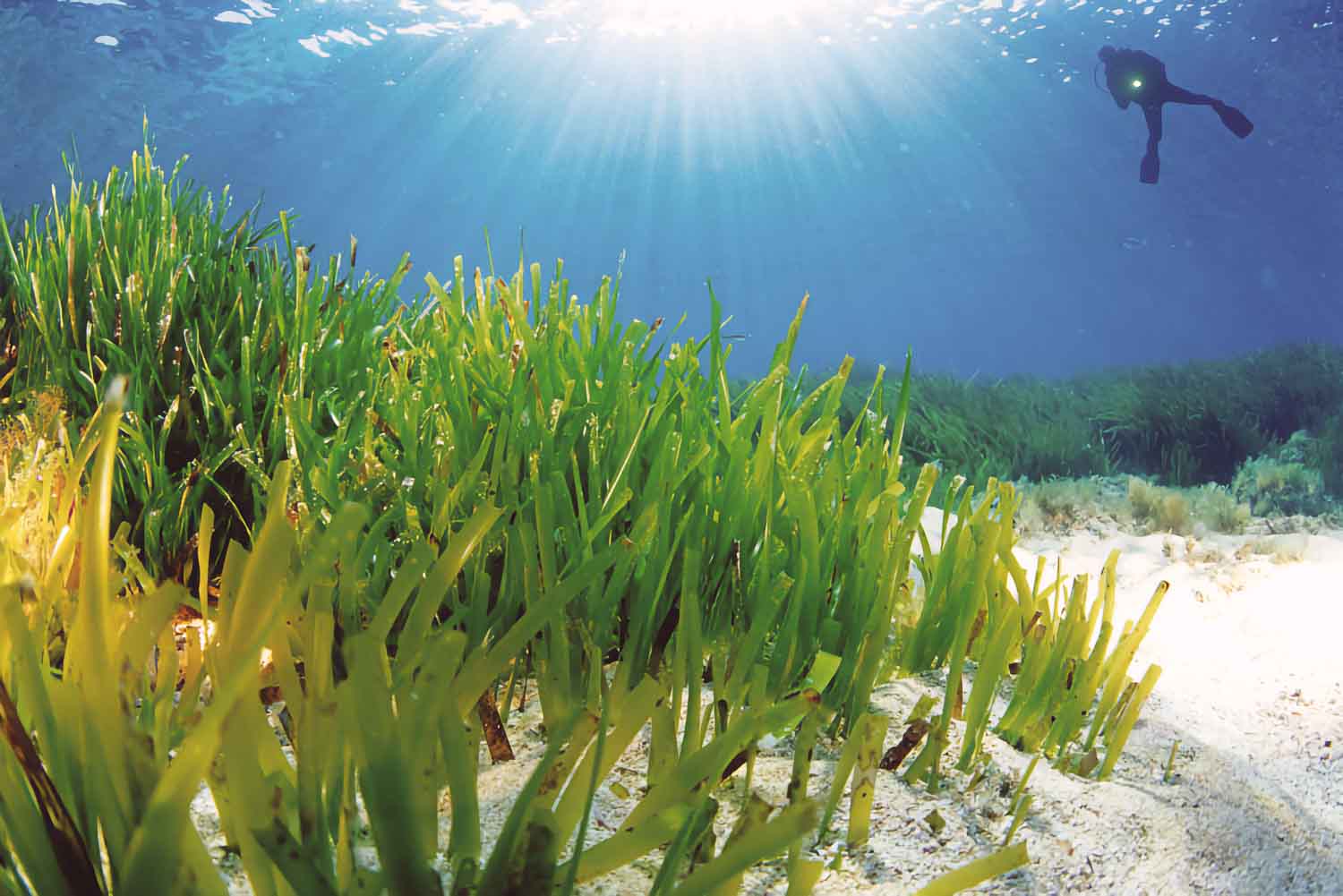 Neptungras (Posidonia oceania) filtert das Meerwasser und macht es besonders klar. Foto: Ibiza Travel 