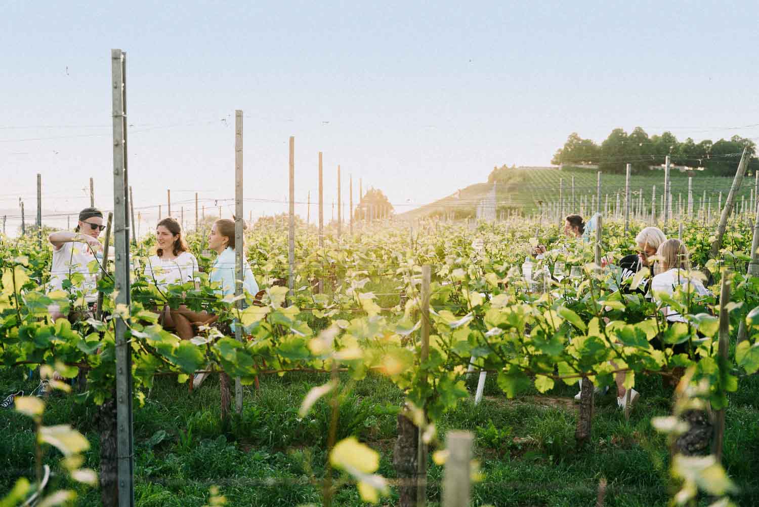Weingut und Weinberge der Aufrichts liegen oberhalb des Bodensees im Meersburger Land: Foto: Weingut Aufricht